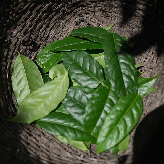 Guayusa